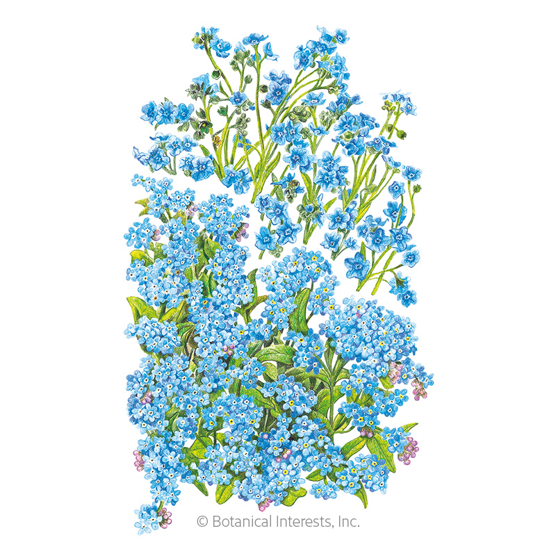 FORGET-ME-NOT SPRING AND SUMMER