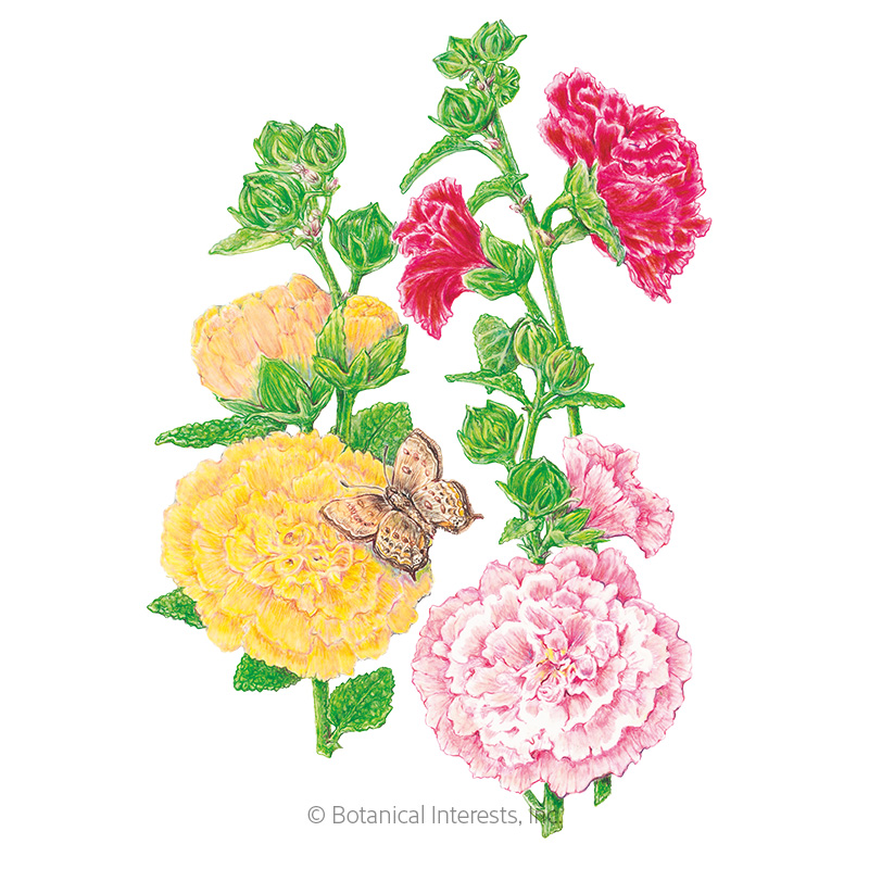 HOLLYHOCK CHATER'S DOUBLE