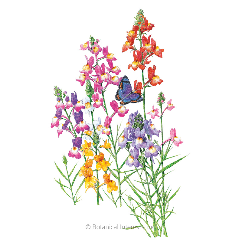 LINARIA FAIRY BOUQUET