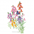 LINARIA FAIRY BOUQUET