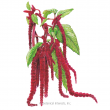 AMARANTH LOVE LIES BLEEDING