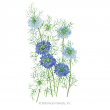LOVE IN A MIST MISS JEKYLL BLEND