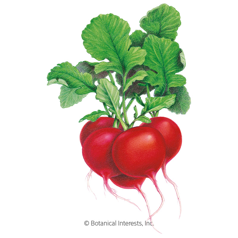 Radish Crimson Giant