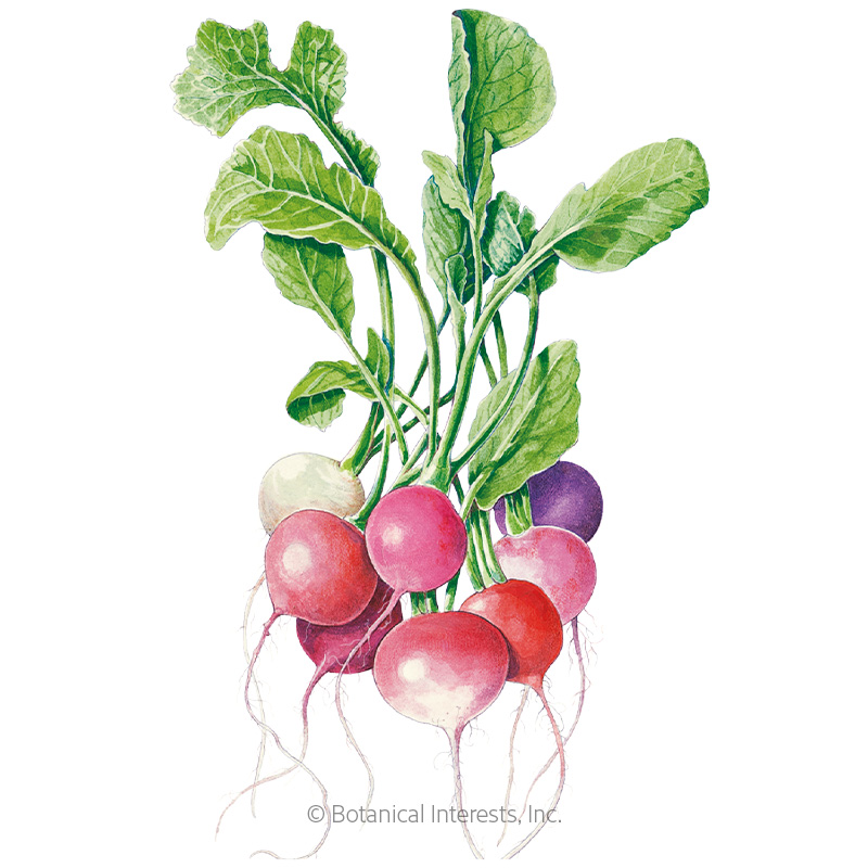 Radish Easter Egg Blend