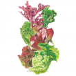 Lettuce Mesclun Grmt Baby Org