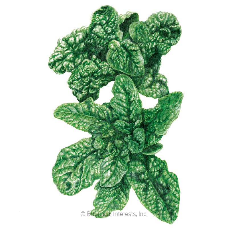 Spinach Bloomsdale Org