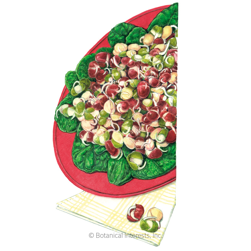 Sprouts Bean Mix Org