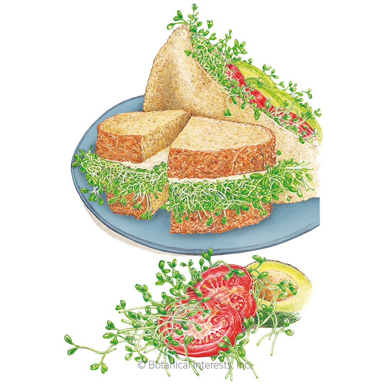 Sprouts Sandwich Mix Org