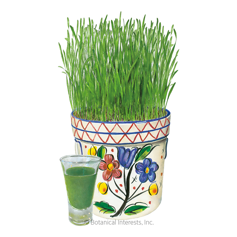 Wheatgrass Org