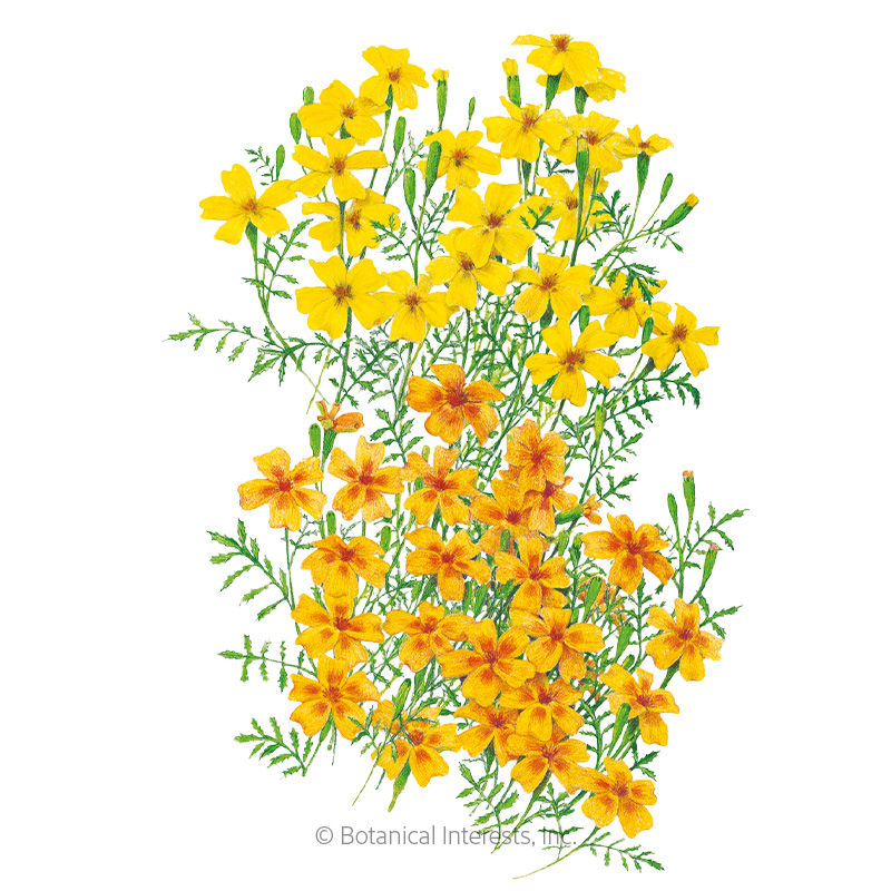 MARIGOLD LEMON/TANGERINE GEM