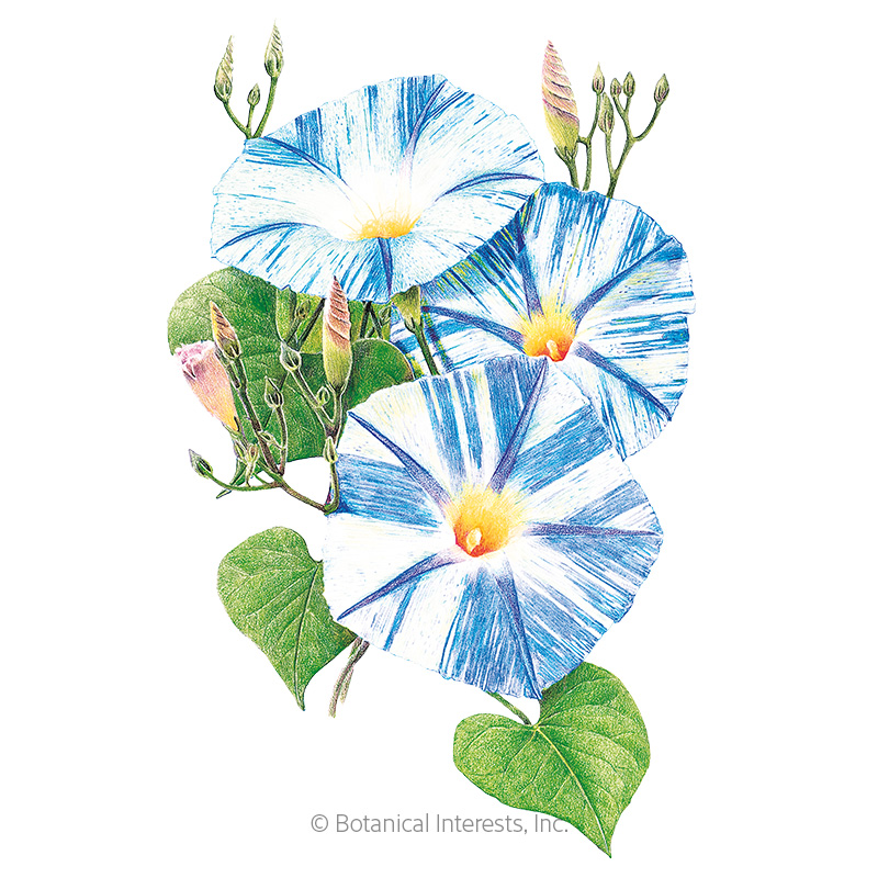 MORNING GLORY FLYING SAUCER