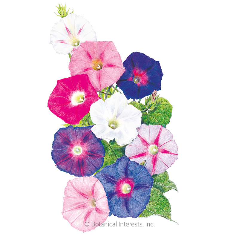 MORNING GLORY SUNRISE BLEND