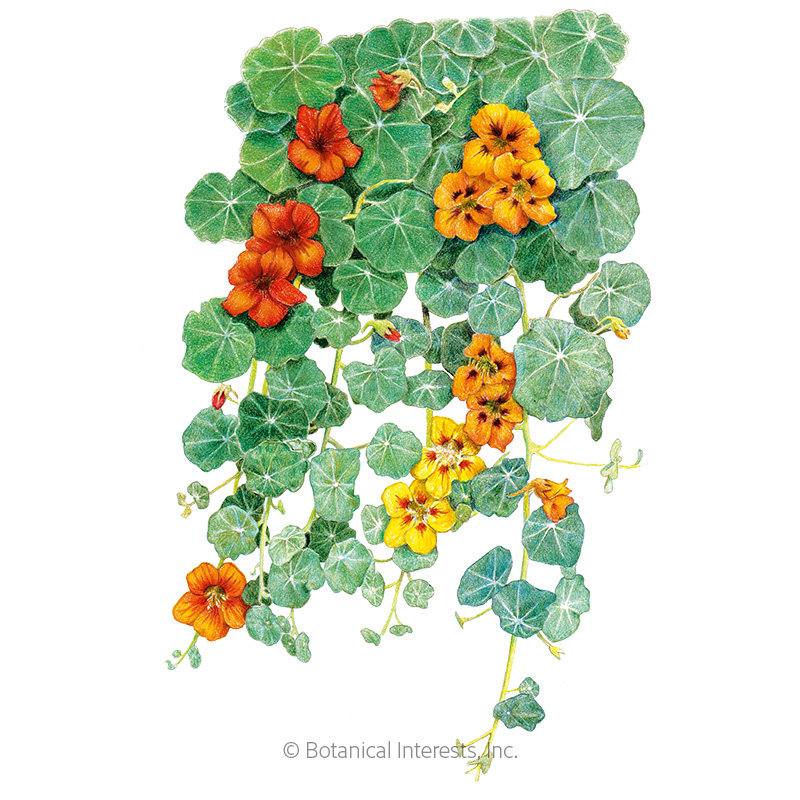 NASTURTIUM TRAILING SINGLE BLEND
