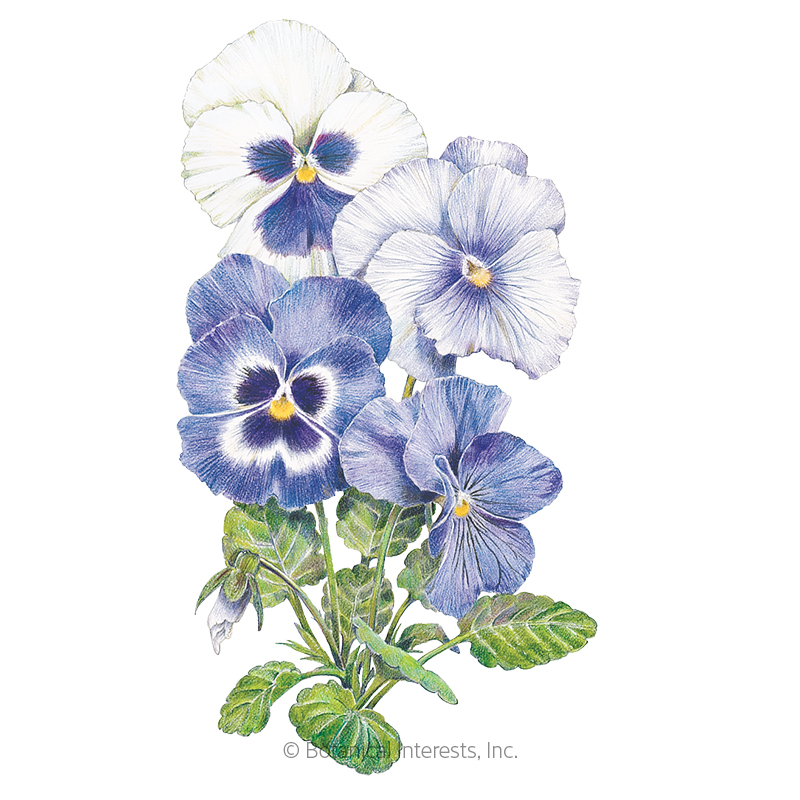 PANSY GOT THE BLUES
