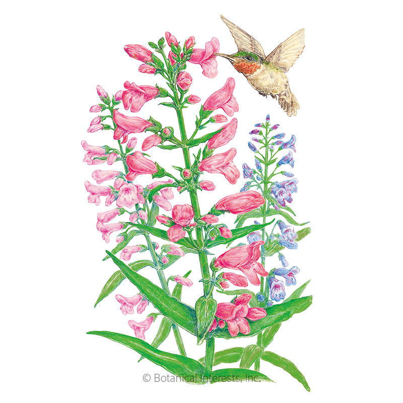 PENSTEMON DAZZLER BLEND