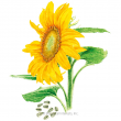 SUNFLOWER MAMMOTH GREY STRIPE