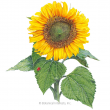 SUNFLOWER SUNSPOT ORG