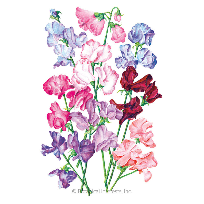 SWEET PEA BOUQUET BLEND