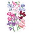 SWEET PEA BOUQUET BLEND