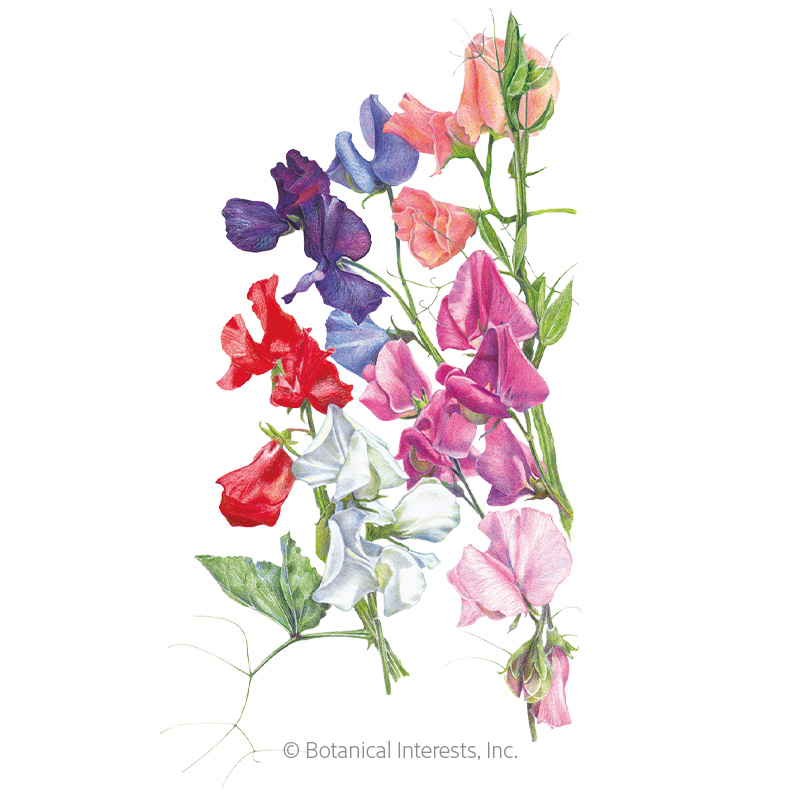 SWEET PEA KNEE HIGH BLEND