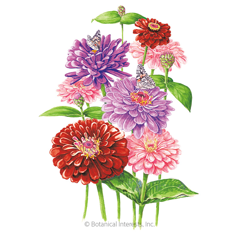 ZINNIA NORTHERN LIGHTS BLEND