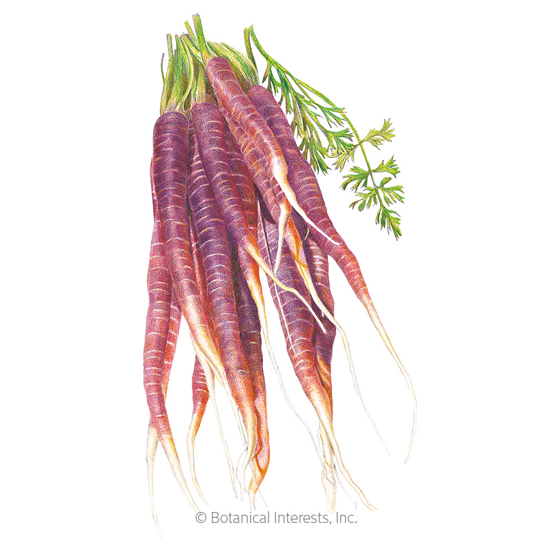 CARROT COSMIC PURPLE