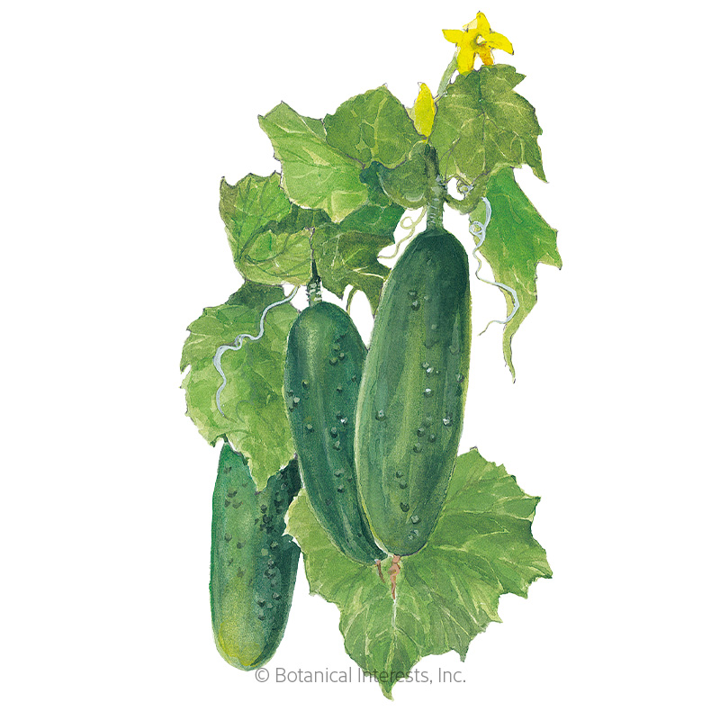 CUCUMBER MARKETMORE ORG