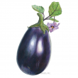 EGGPLANT BLACK BEAUTY ORG