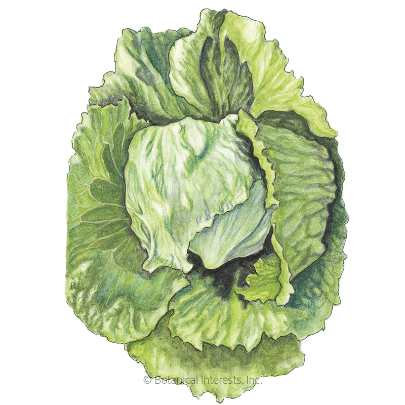 LETTUCE CRISPHEAD GREAT LAKES