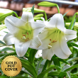 Lily Single Stem (8 per case) w/ Gold Pot Cover