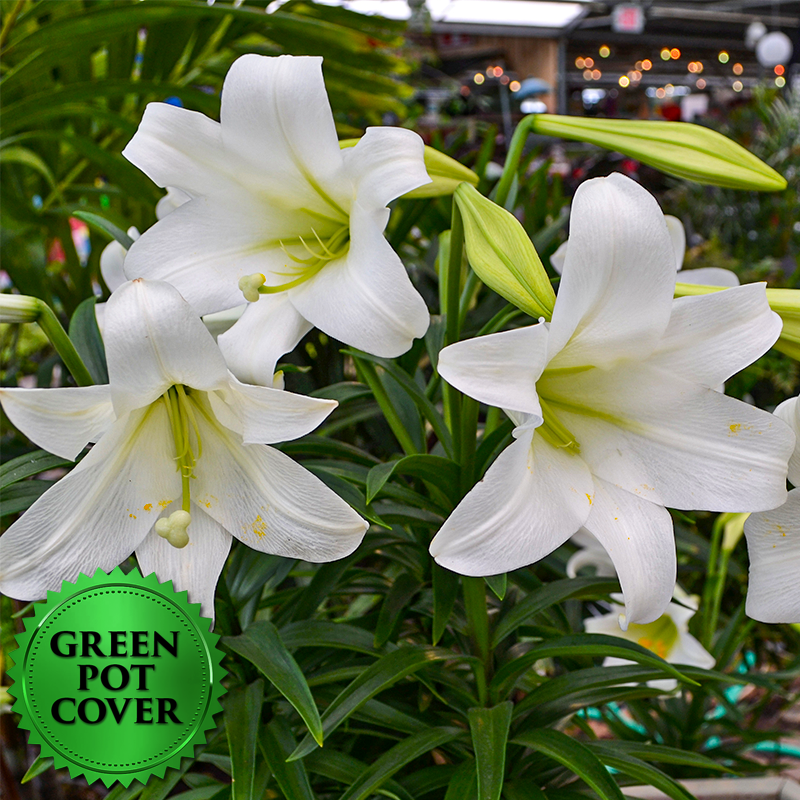 Lily Triple Stem (4 per case) w/ Green Pot Cover