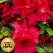 Azaleas Red (6 per case) w/ Gold Pot Cover
