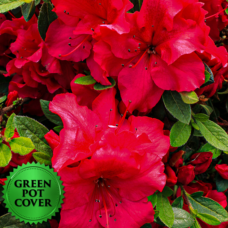 Azaleas Red (6 per case) w/ Green Pot Cover
