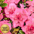 Azaleas Pink (6 per case) w/ Gold Pot Cover