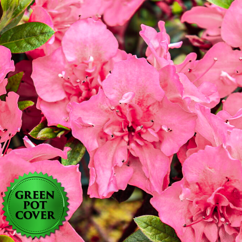 Azaleas Pink (6 per case) w/ Green Pot Cover
