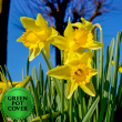 Daffodils (8 per case) w/ Green Pot Cover