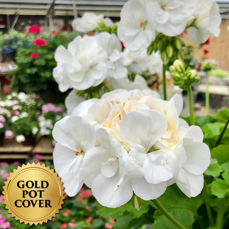 Geraniums White (10 per case) w/ Gold Pot Cover