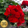 Geraniums Red (10 per case) w/ Gold Pot Cover