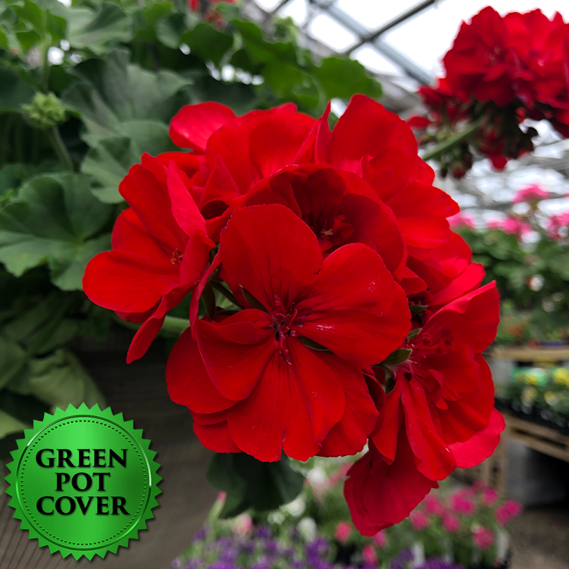Geraniums Red (10 per case) w/ Green Pot Cover