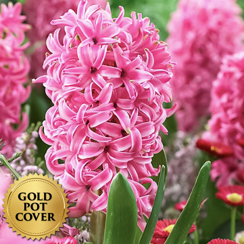 Hyacinths Pink (8 per case) w/ Gold Pot Cover