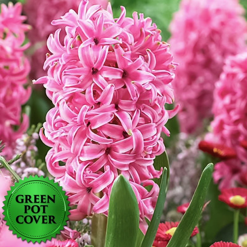 Hyacinths Pink (8 per case) w/ Green Pot Cover