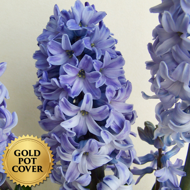 Hyacinths Blue (8 per case) w/ Gold Pot Cover