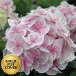 Hydrangeas Pink (6 per case) w/ Gold Pot Cover