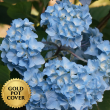 Hydrangeas Blue (6 per case) w/ Gold Pot Cover