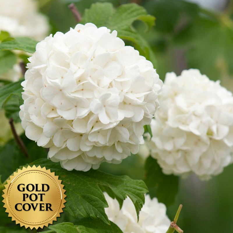 Hydrangeas White (6 per case) w/ Gold Pot Cover