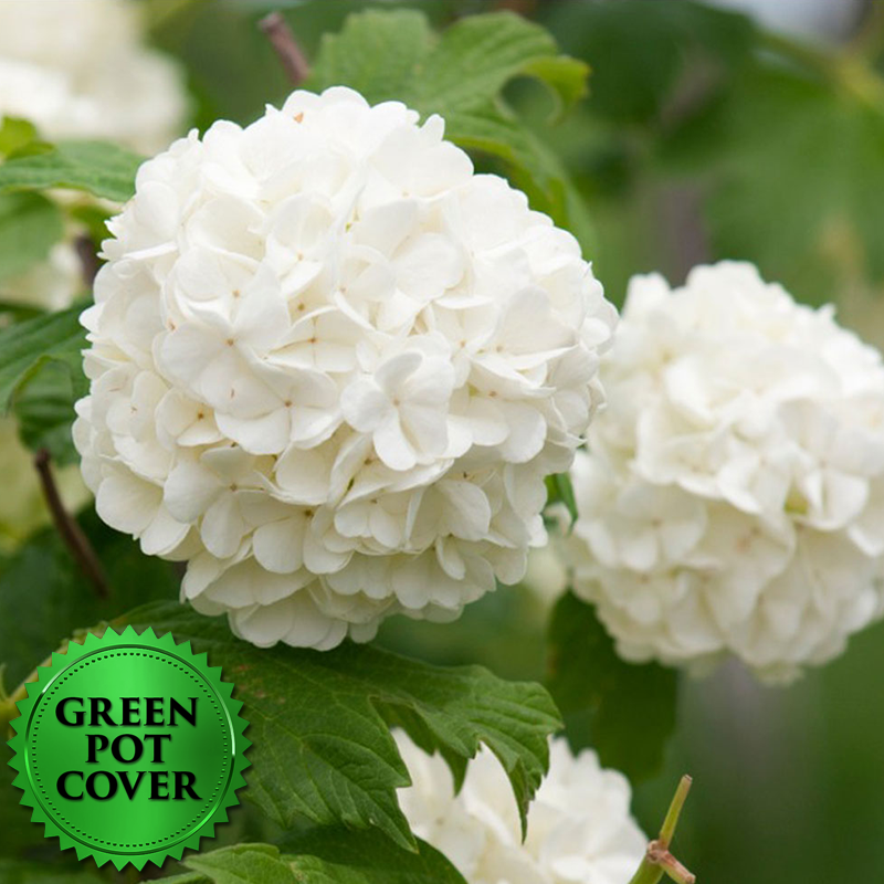 Hydrangeas White (6 per case) w/ Green Pot Cover