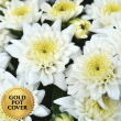 Mums White (8 per case) w/ Gold Pot Cover