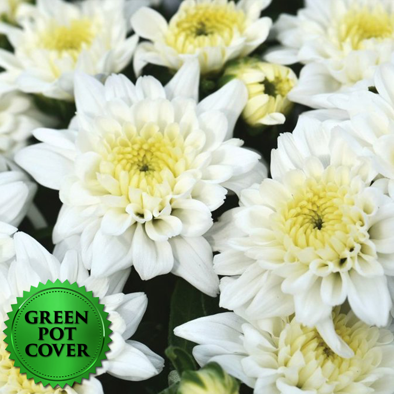 Mums White (8 per case) w/ Green Pot Cover