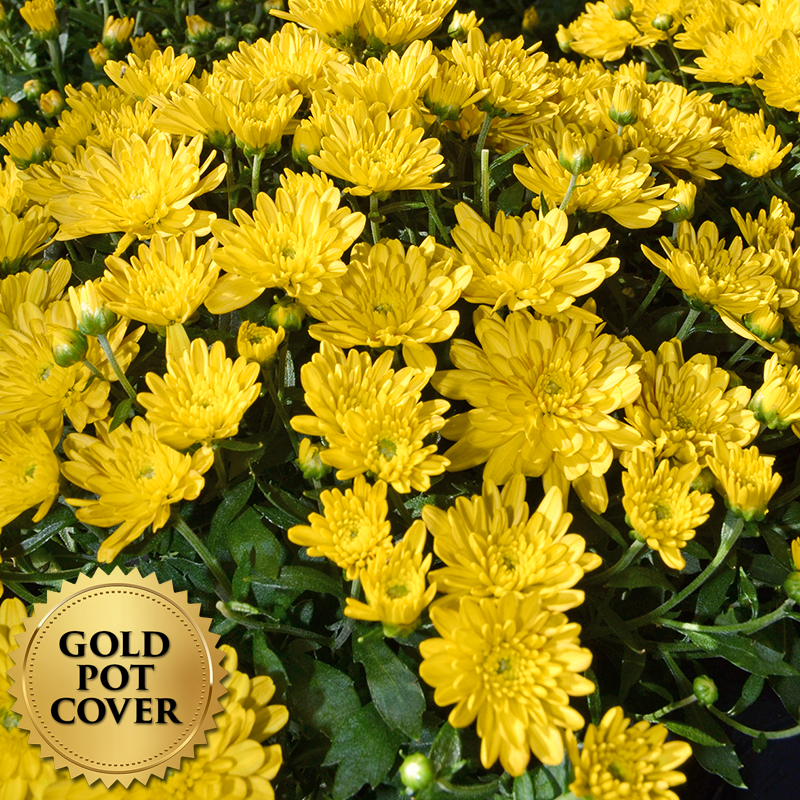 Mums Yellow (8 per case) w/ Gold Pot Cover