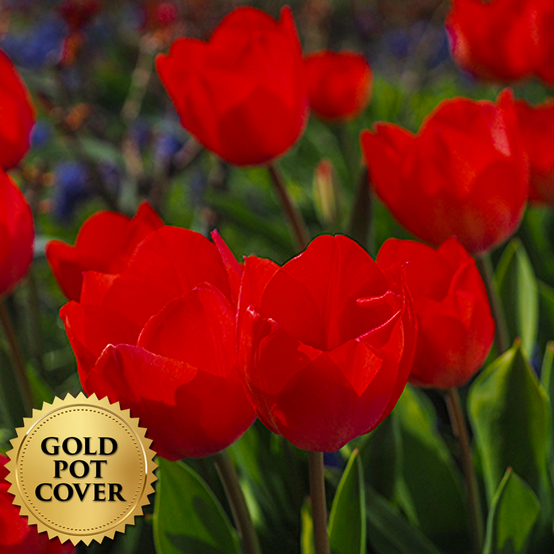 Tulips Red (8 per case) w/ Gold Pot Cover